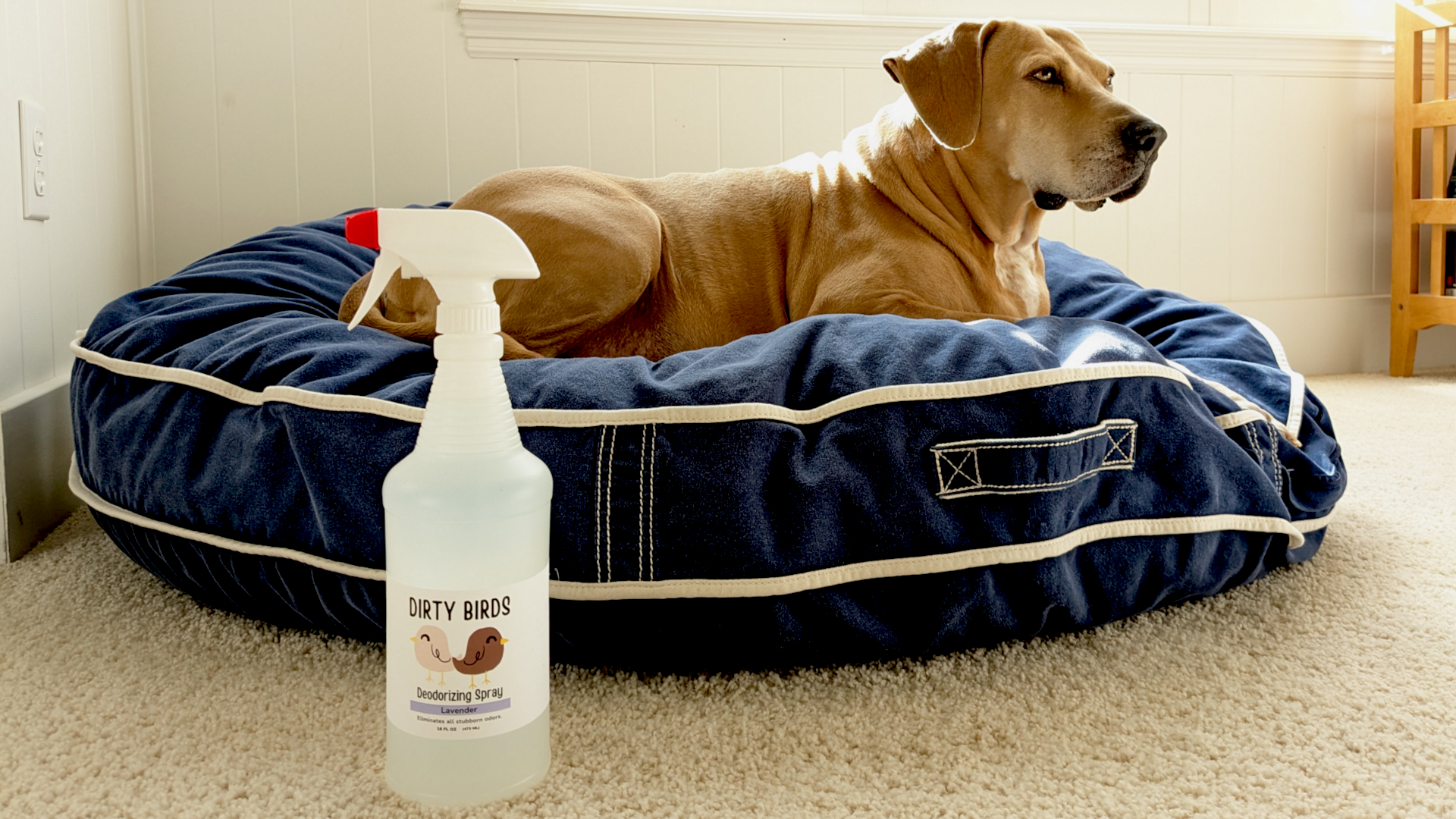 Dog lying on a blue pet bed with a spray bottle labeled 'Dirty Birds' in front.